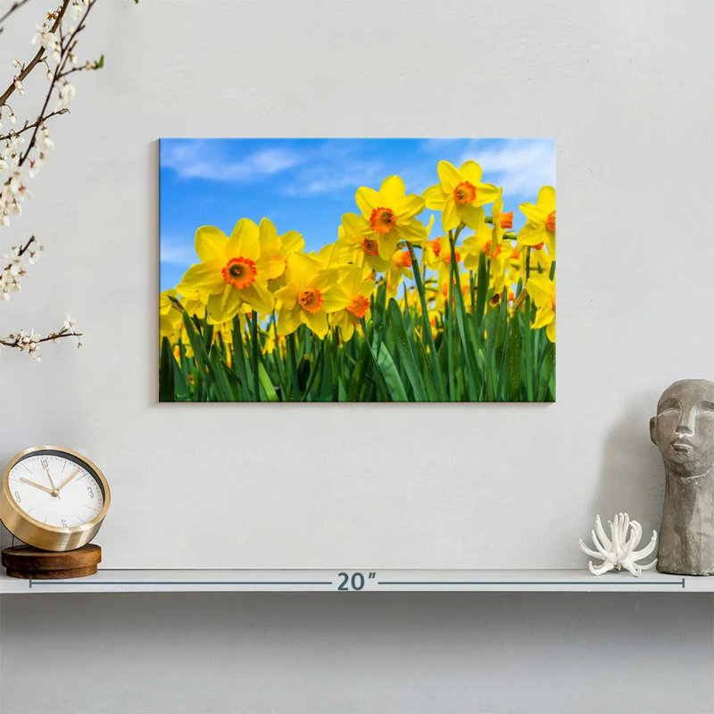Dutch Master Daffodils, 8" H x 12" W