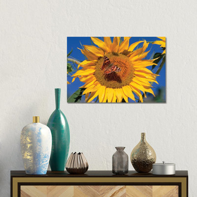 Painted Lady Butterfly On Sunflower, New Mexico by Tim Fitzharris - No Frame Gallery-Wrapped Canvas Giclée on Canvas