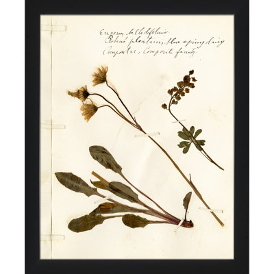 Pressed Botanical " Pressed Botanical 22 " Painting Print