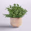 Eucalyptus artificiel 4,5 po en pot