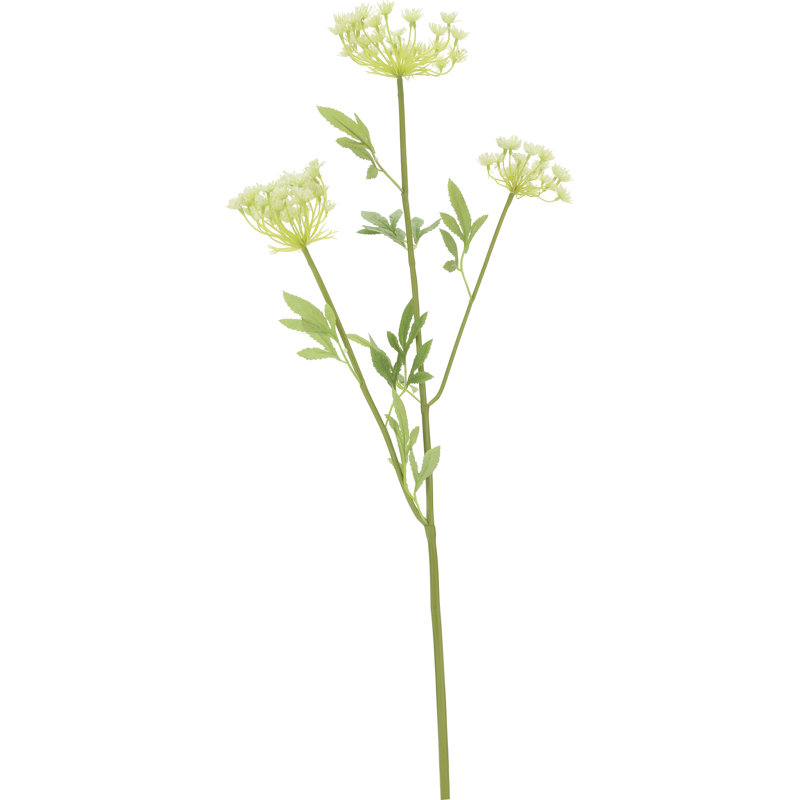 Lace Flower - 30 Inches Box of 12