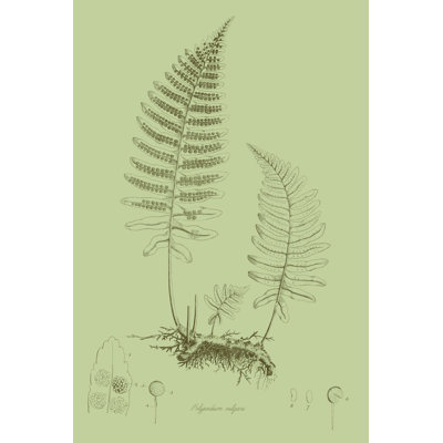 Fresh Ferns II by Curtis - Wrapped Canvas Print