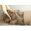 Coussin décoratif réversible en tissu-99019944-99019946