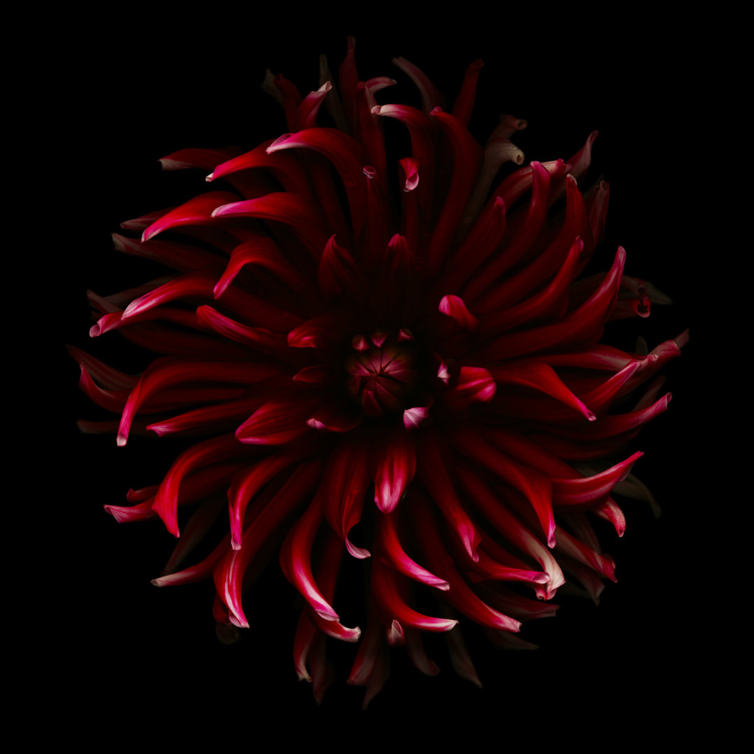 Red Spider Dahlia von OGphoto - Leinwanddrucke