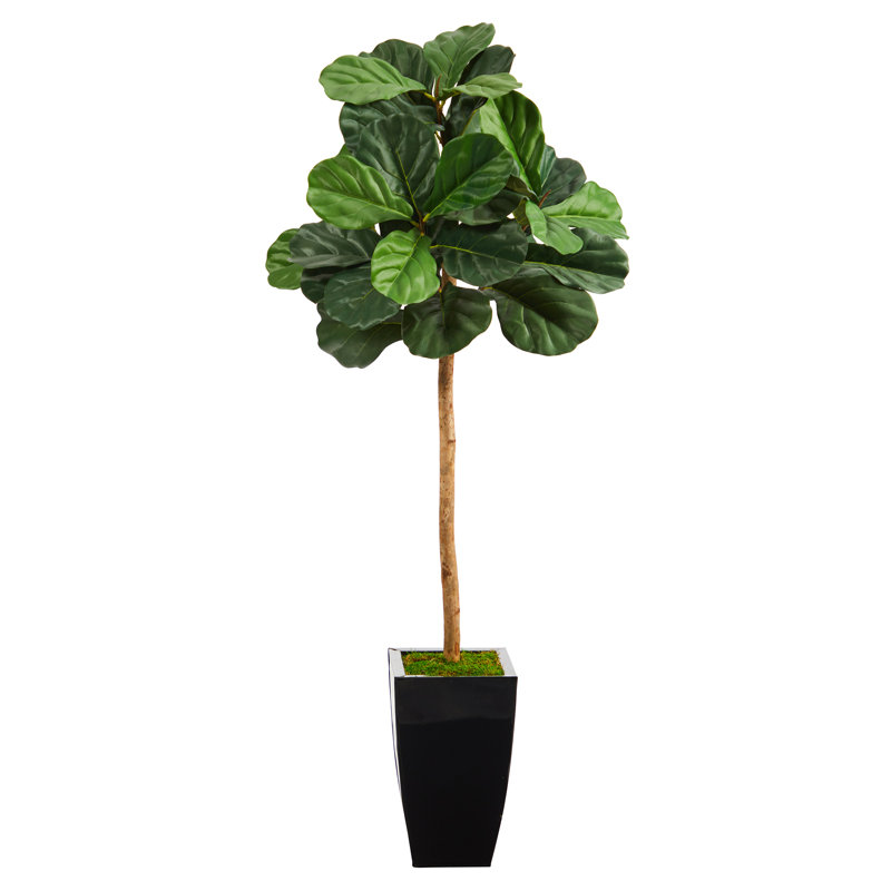 Figuier 50 po en pot