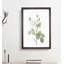 White Moss Rose by Pierre-Joseph Redoute - Picture Frame Art Prints-55612543-55612544