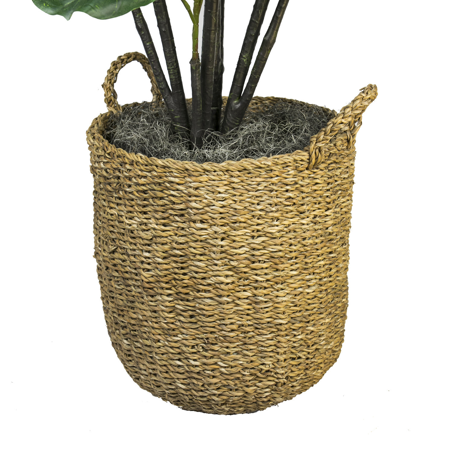 66" Fiddle Leaf Fig Tree in Basket