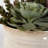 9'' Faux Succulent in Ceramic Pot