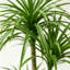Plantes artificielles réalistes pour la décoration intérieure-514037591