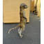 Statue grandeur nature suricate