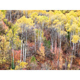 Swan Valley Autumn Portrait #1 Print by Bruce Heinemann