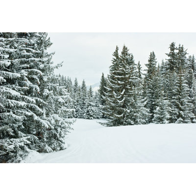 " Winter Forest " by Naumoid