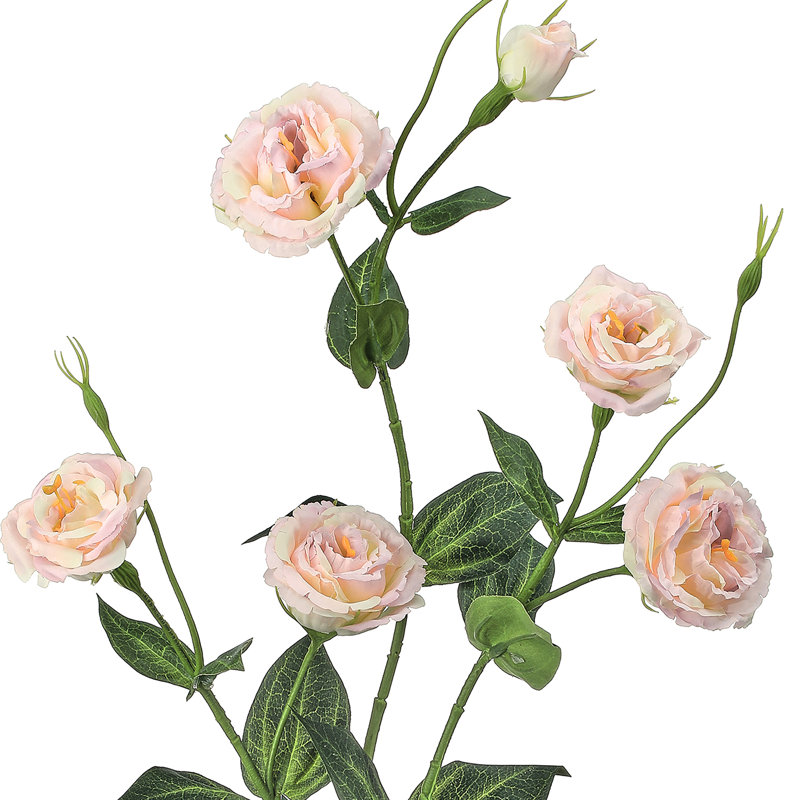 36 po Lisianthus 36 po, Rose