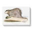 Porcupine Illustration by John Edward Gray - Wrapped Canvas-55339644
