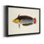 «Tropical Fish Collection IV», reproduction encadrée de qualité supérieure - prête à être accrochée-1569941372-1569941375-1569918807