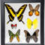 6 Genuine Butterflies In Black Display Frame