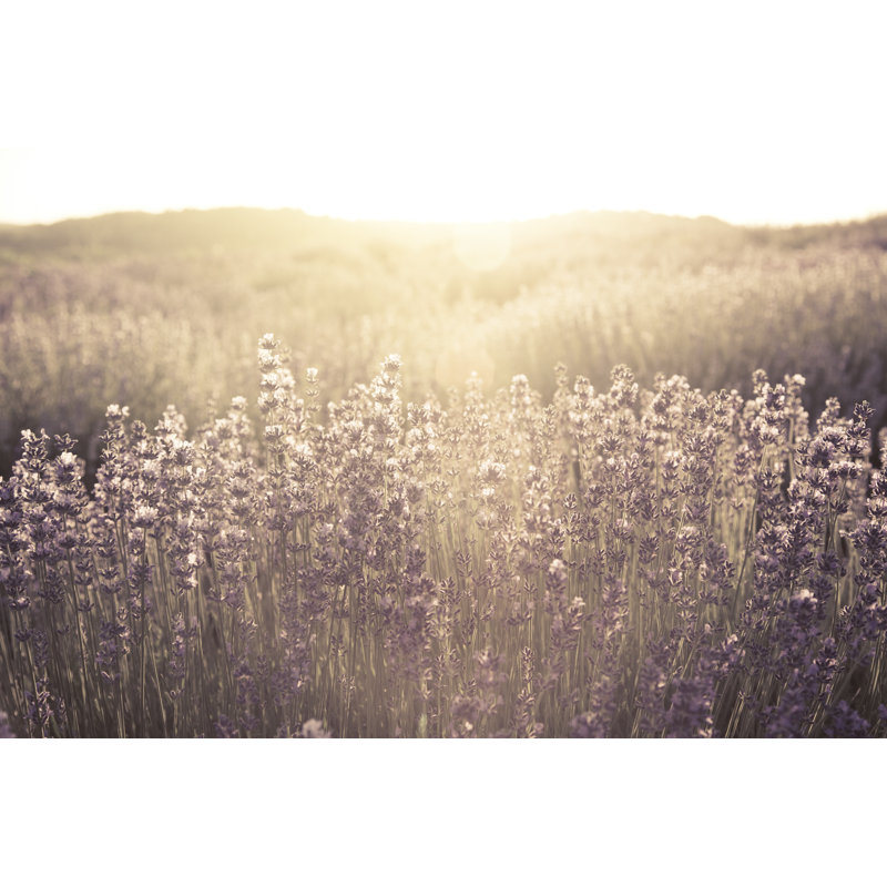 Fairytale Field by SrdjanPav - No Frame Art Prints on Canvas, 30cm H x 46cm W