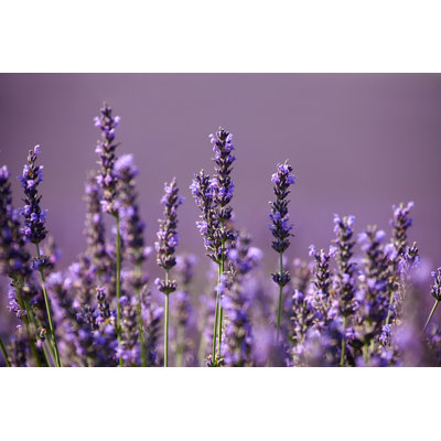 Laytn Flowers Of Lavender - Wrapped Canvas Print