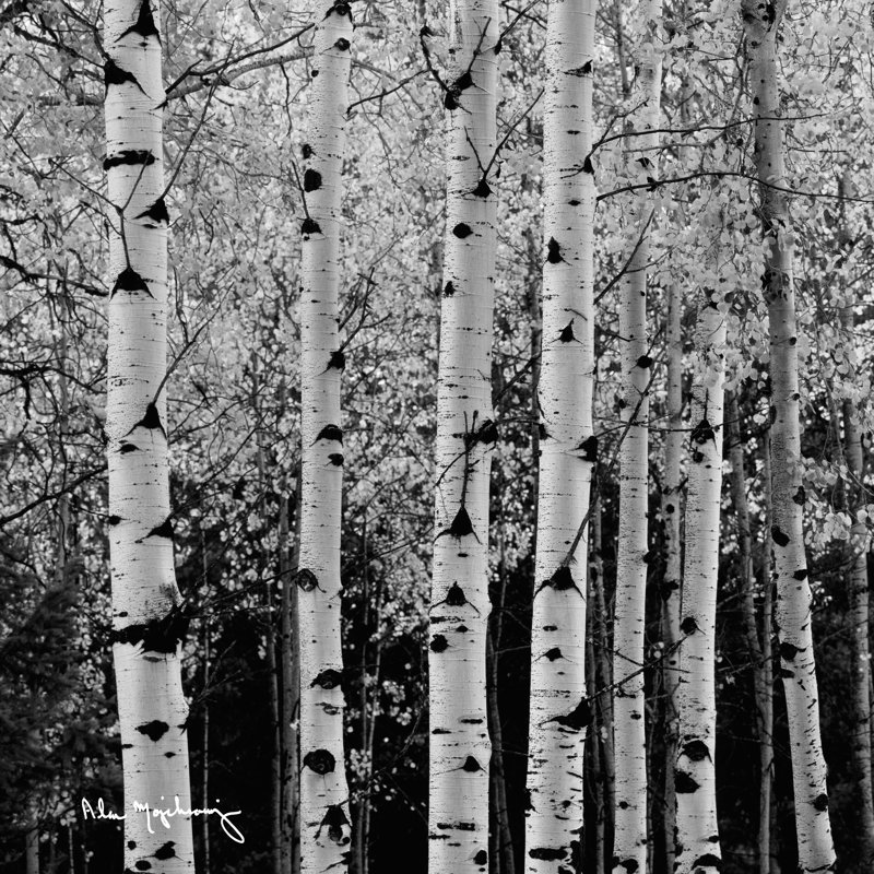 Les peupliers d'automne II (noir et blanc), H 12 po x l 12 po x P 1,25 po
