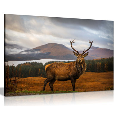 Deer On Highlands Wildlife - Wrapped Canvas Print