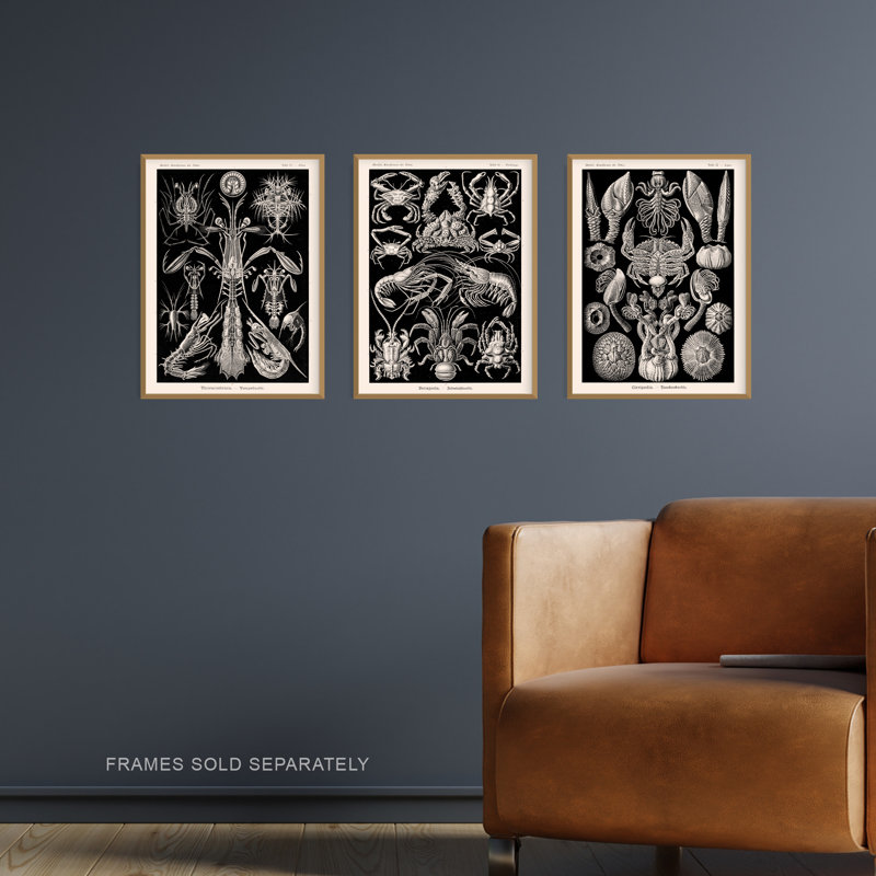 Ernst Haeckel Black White Vintage Illustrations Sea Marine - 3 Piece No Frame Print Set, 40.5cm H x 30.5cm W x 0.3cm D