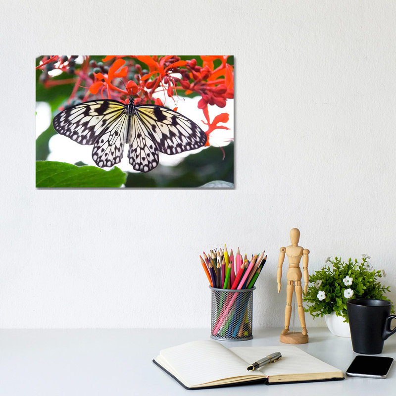 White Butterfly - Wrapped Canvas Print, 20.32 cm H x 30.48 cm W