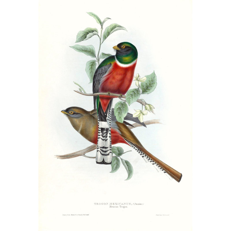 Tropical Trogons V by John Gould - Painting Print, 30cm H x 20cm W, Wrapped Canvas