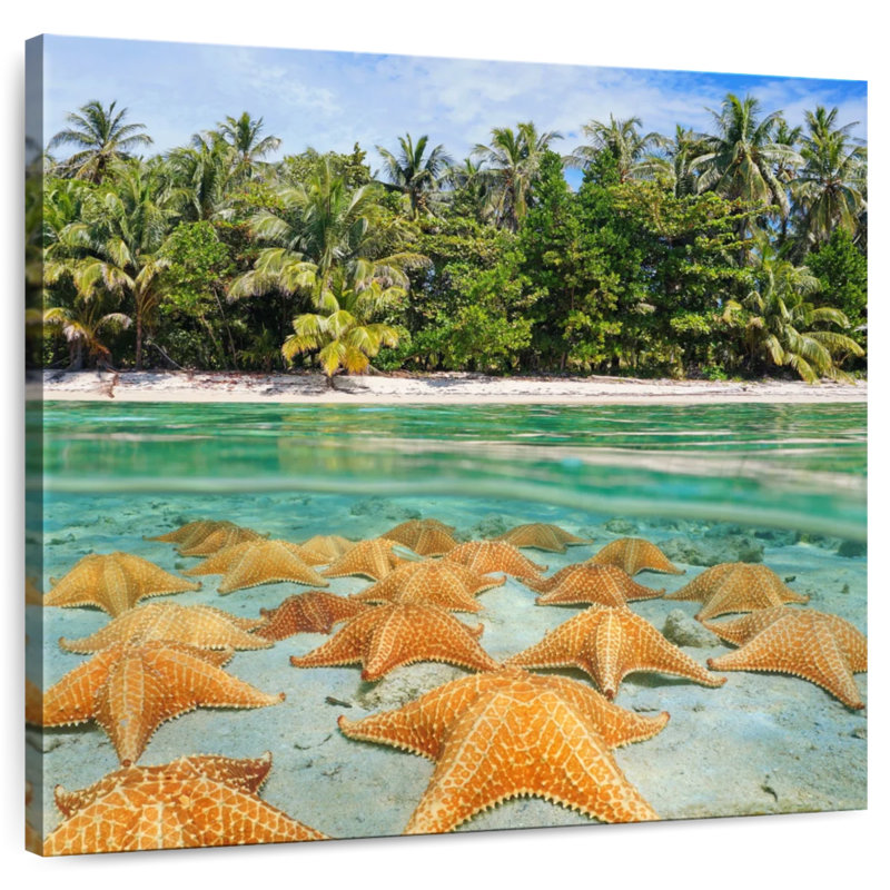 Étoiles de mer Gillard au repos