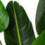 Jorah Faux Tree in Pot Liner-572347848