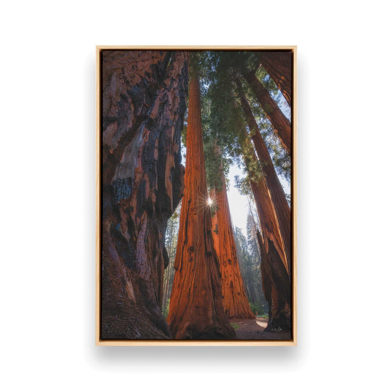 Reproduction d'art, "Sunlight Parmi les séquoias" par Martin Podt, Framed Canvas, Tan, 24 W x 36 H