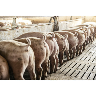 Kibler Pig Breeding - Wrapped Canvas Print