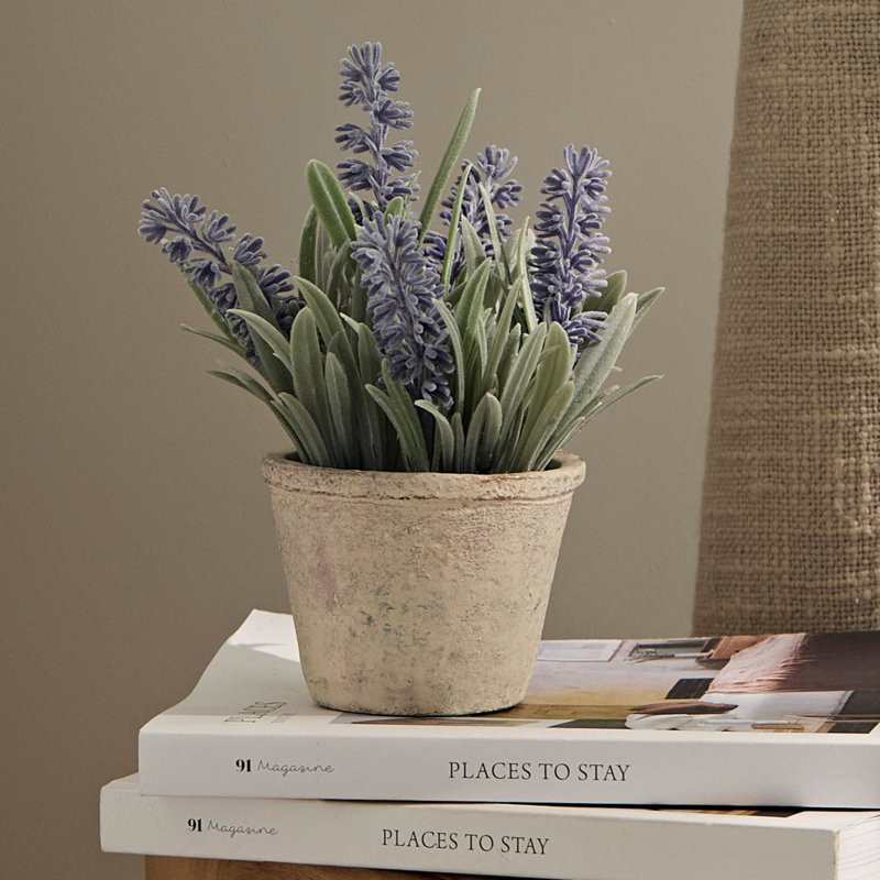 13cm Plant
