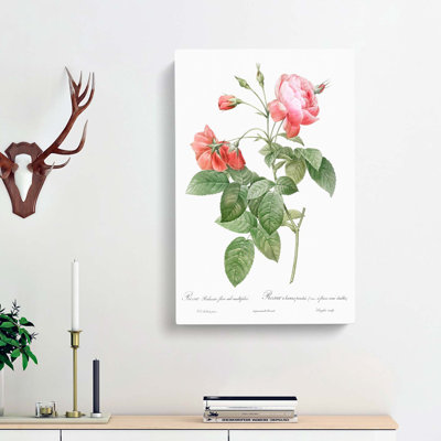 Boursault Rose In Pink by Pierre-Joseph Redoute - Wrapped Canvas