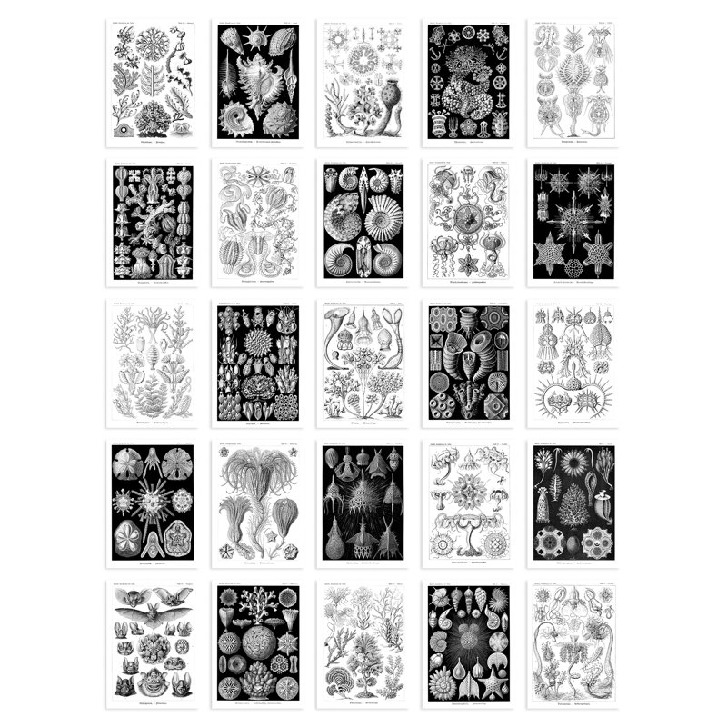 Baryram 50 Piece No Frame Print