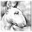 Bull Bull Terrier - reproduction sur toile-18011219