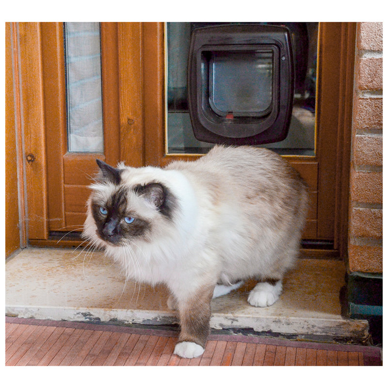 Pet Flap, Brown