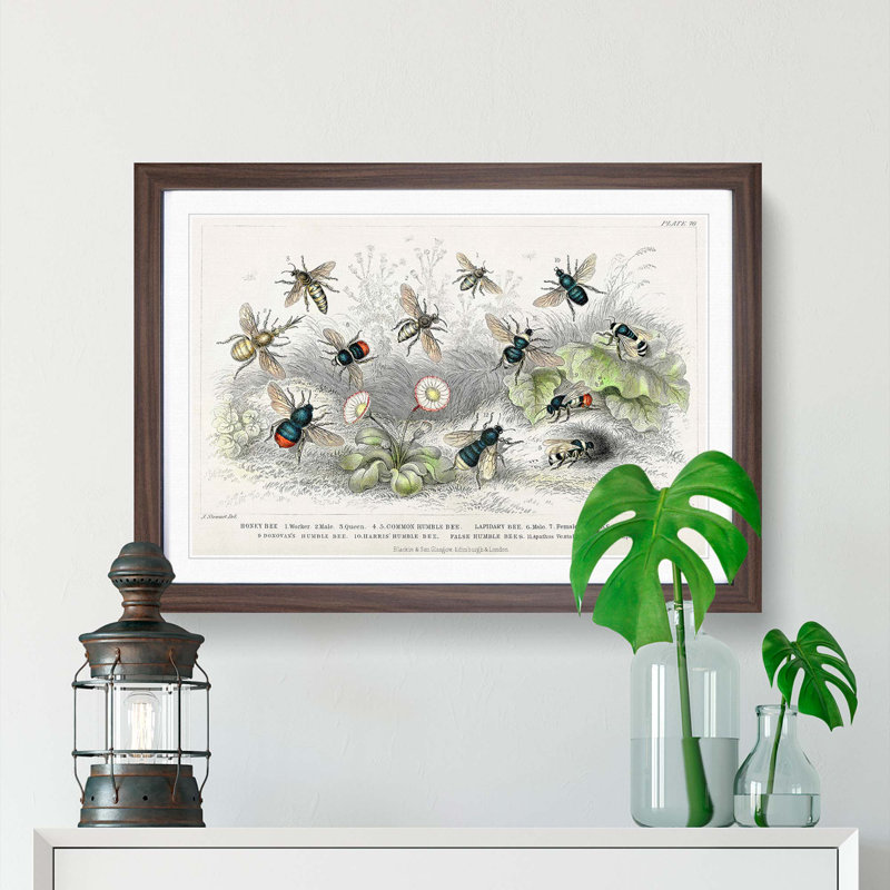 Assortment Of Bees by Oliver Goldsmith - Single Picture Frame Painting, Walnut, 33cm H x 45cm W x 2cm D