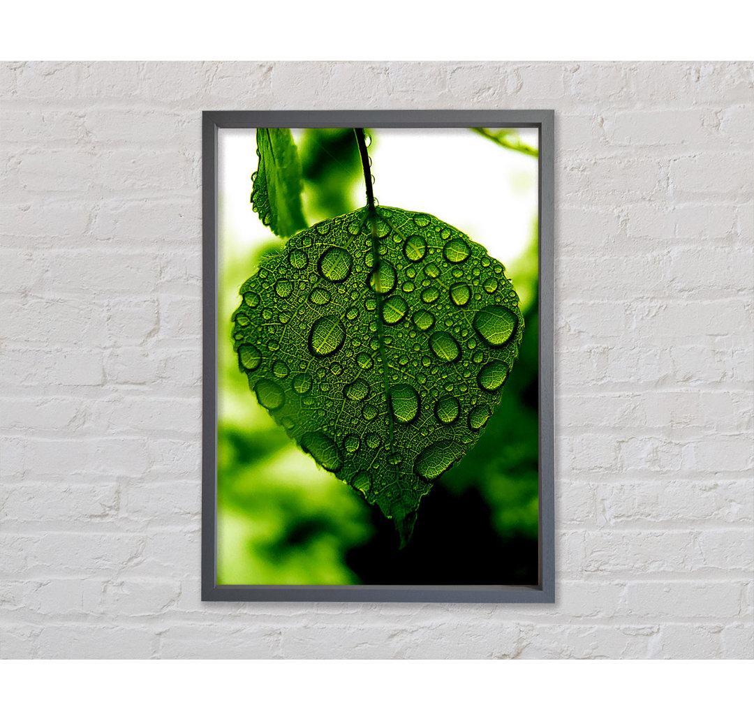 Gerahmtes Leinwandbild Waterdrops On A Leaf