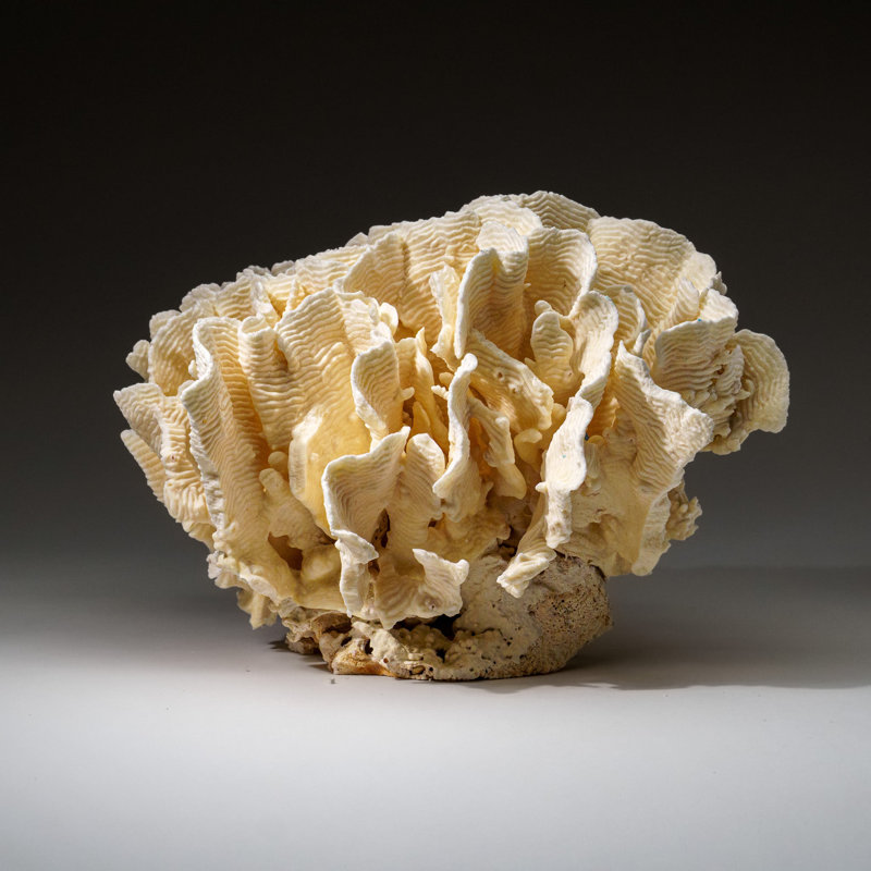 Genuine Lettuce Coral (8.5 Lbs)
