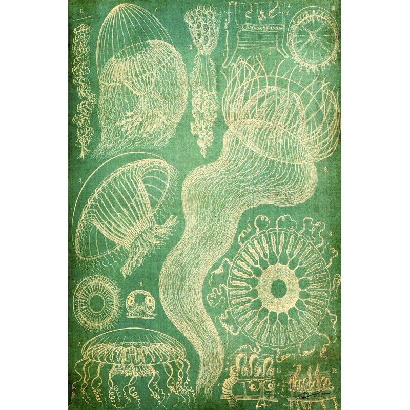 Sealife I - Wrapped Canvas Painting, 46cm H x 30cm W x 3.8cm D
