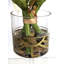 Amaryllis arrangement dans un vase