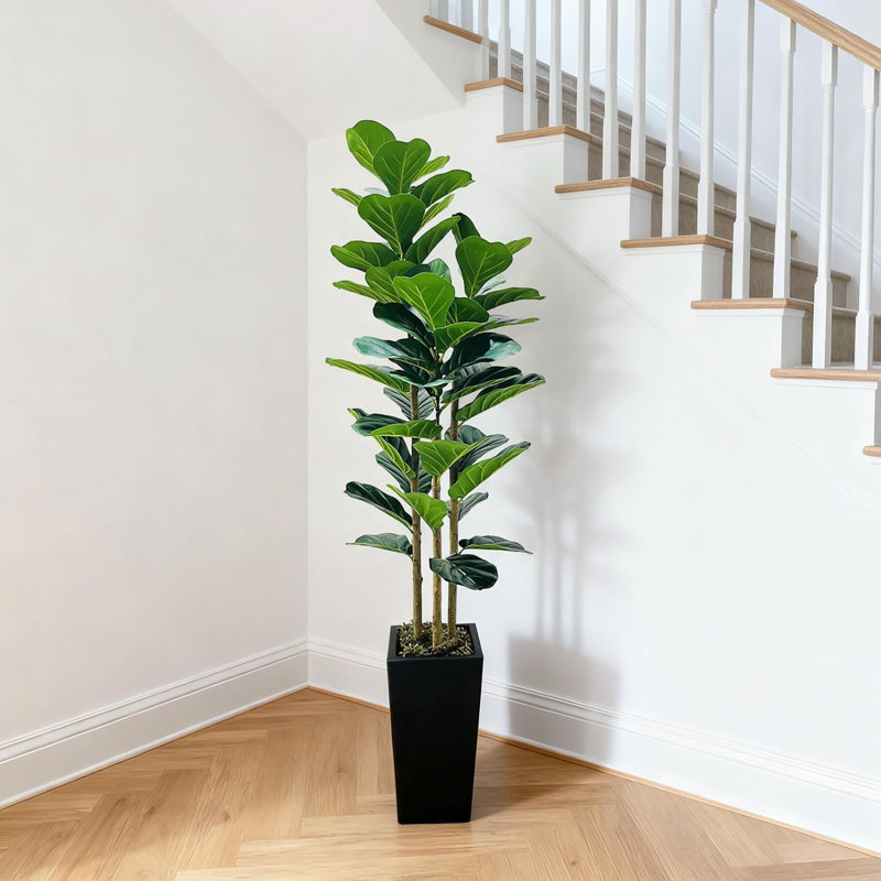 Plant, Black