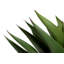 82cm Faux Agave Plant in Pot