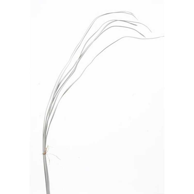 Jet d’herbe, Blanc