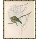Love Birds Giclee Print by John Gould