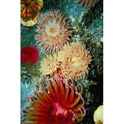 " Graphic Sea Anemone III "