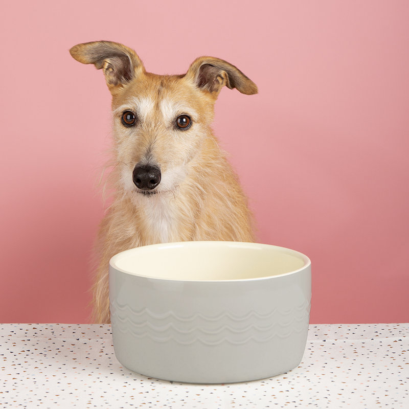 Pet Bowl