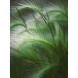 Soft Grass Print by Scott Norris