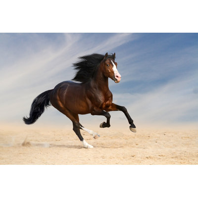 " Bay Horse Run " by Callipso
