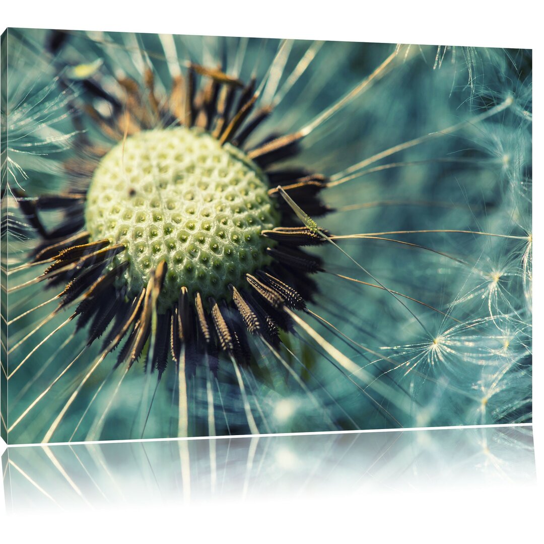 Leinwandbild Nahaufnahme einer Pusteblume in Blau/Grün